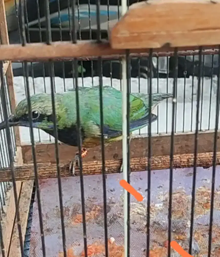 Cucak Cungkok Gacorr