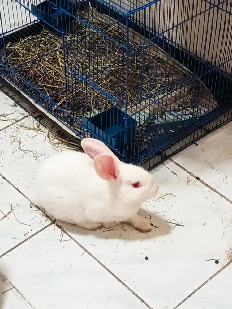 Kelinci Putih & Hitam