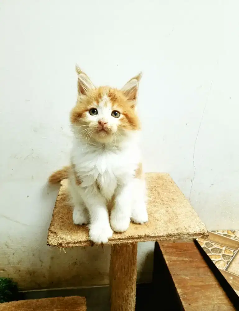 Kitten MaineCoon Betina Pure No mix. Garansi