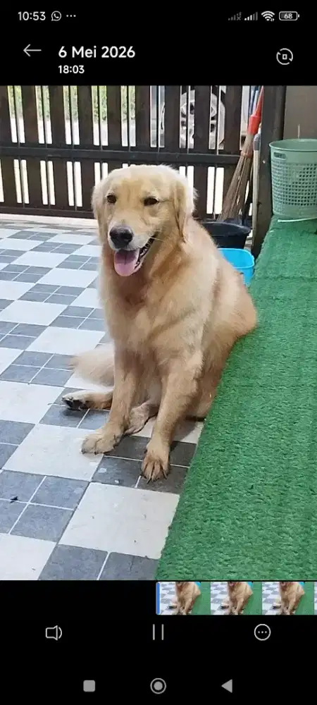 Anjing jenis Golden
