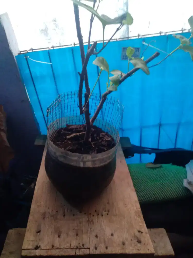 Pohon jambu Cristal