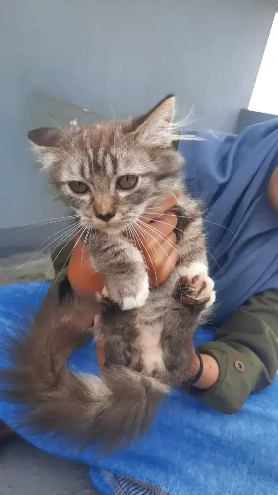 @Kitten Munchkin Persia