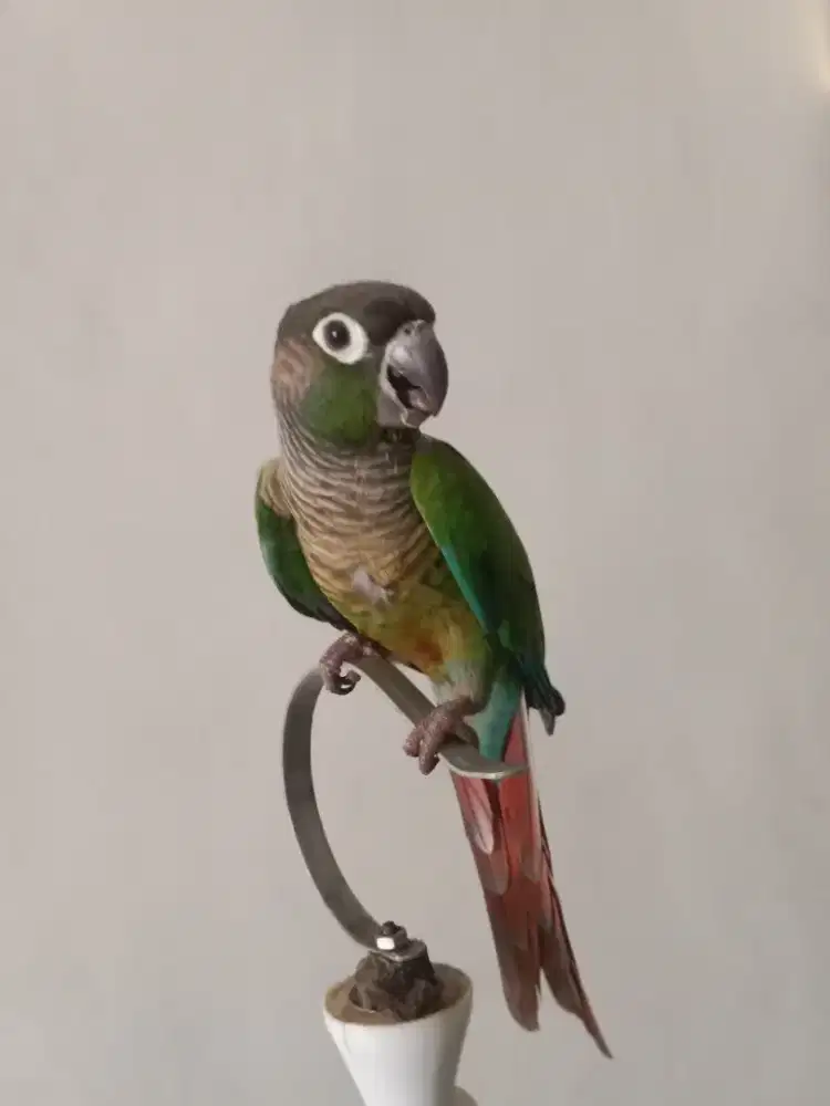 Burung green chech connure