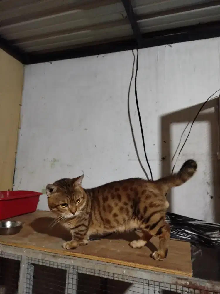 Munchkin genneta jantan