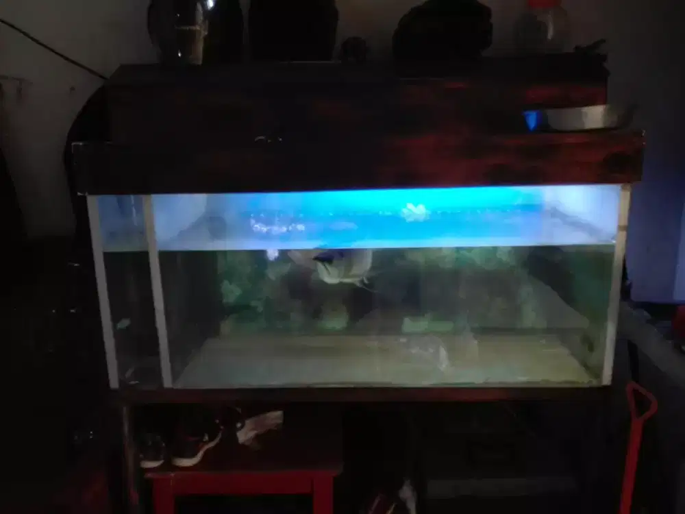 Ikan Arwana + Aquarium