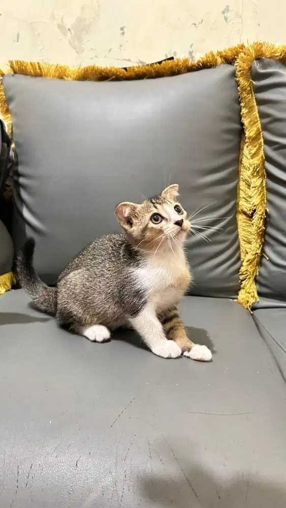 Kitten Scottish fold golden