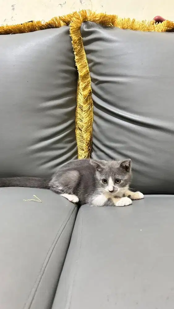 Kitten Bsh mix Scottish fold