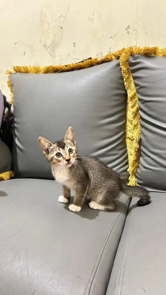 Kitten scottish gold