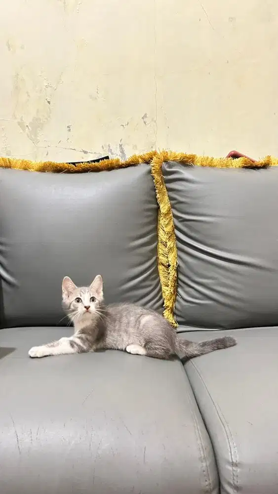 Kitten scottish jantan