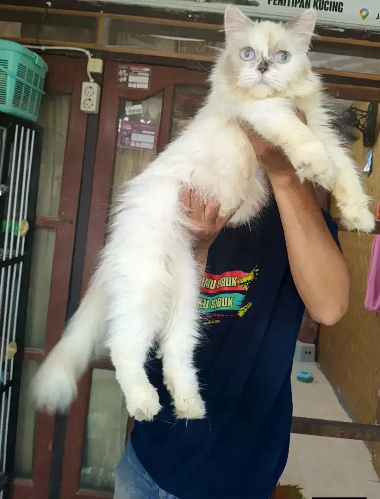 Flatnose betina 7 bulan