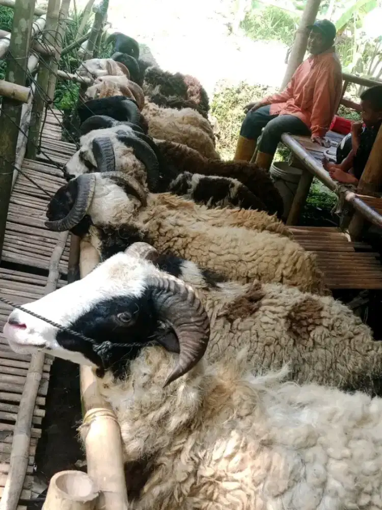 Domba kambing domba qurban akiqah