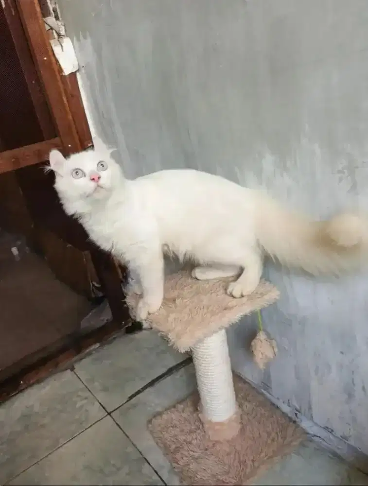 Kinkalow jantan 7,5 bulan