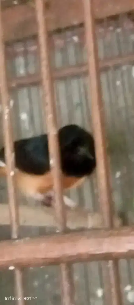 murai batu + kandang