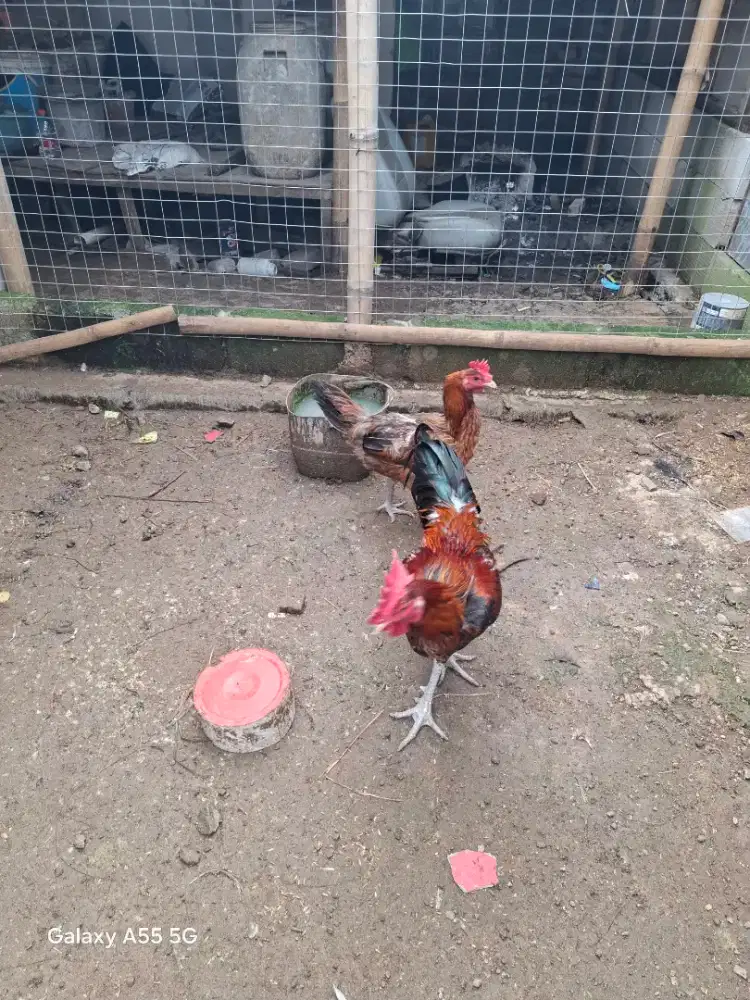 Jual ayam pelung