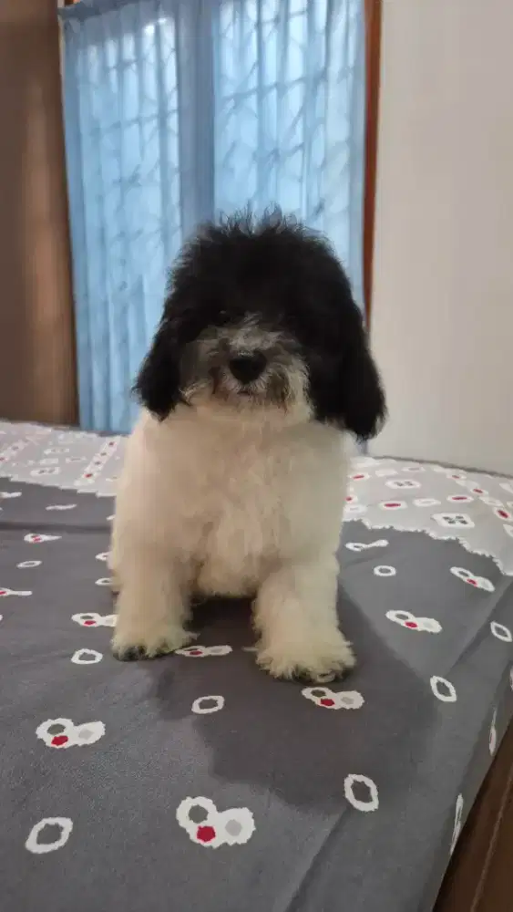 anakan party poodle