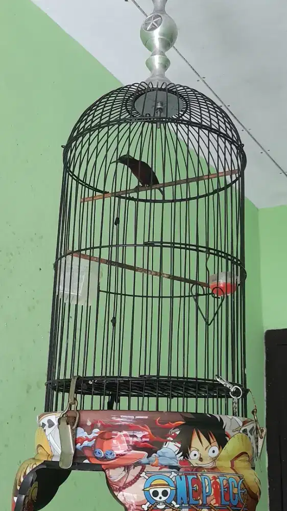 Jual Cepat Konim Pastol