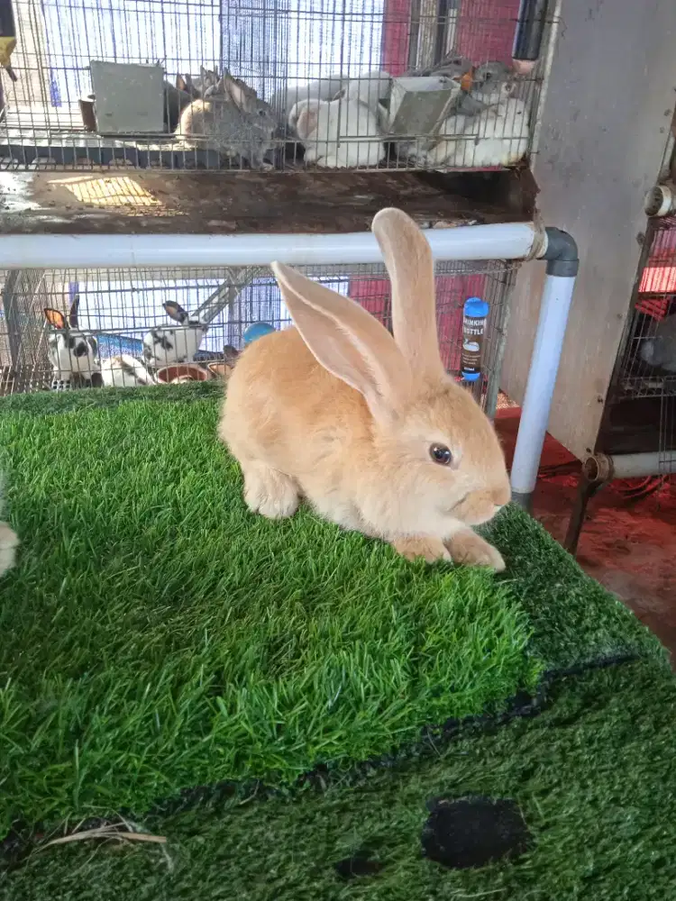 Kelinci Flemish Giant