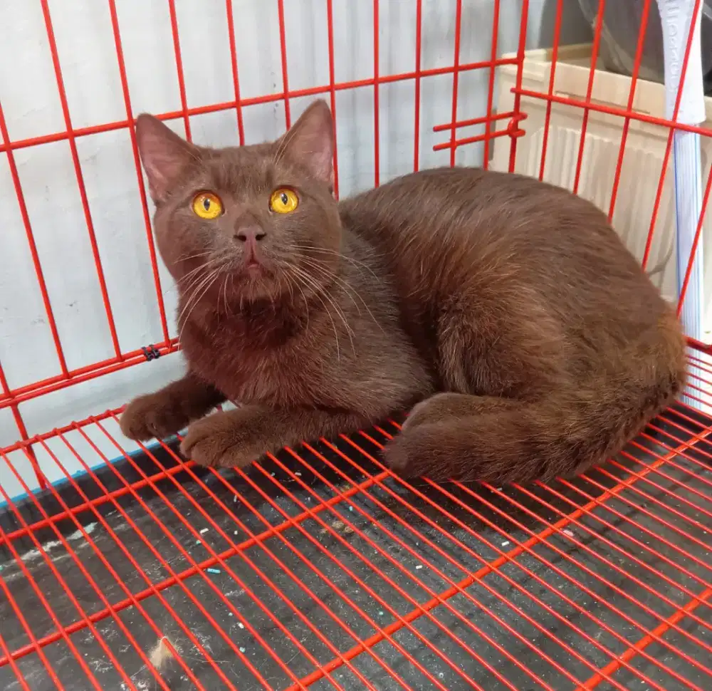 BRITISH SHORTHAIR / BSH CHOCO