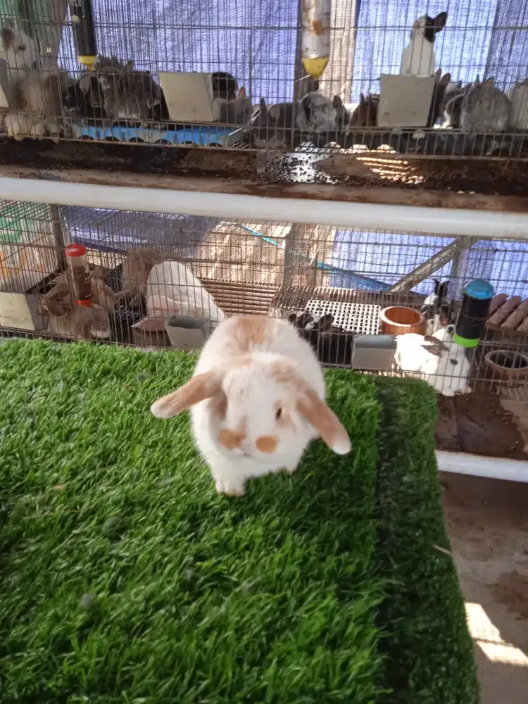 Kelinci Holland lop