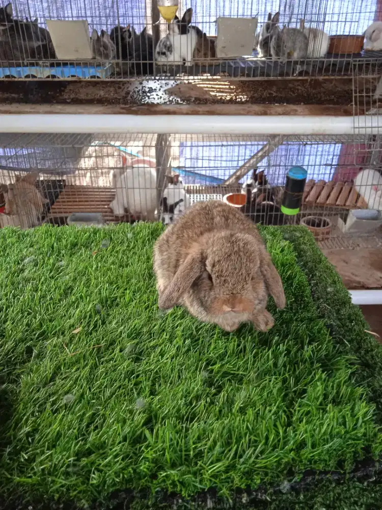 Kelinci Holland lop