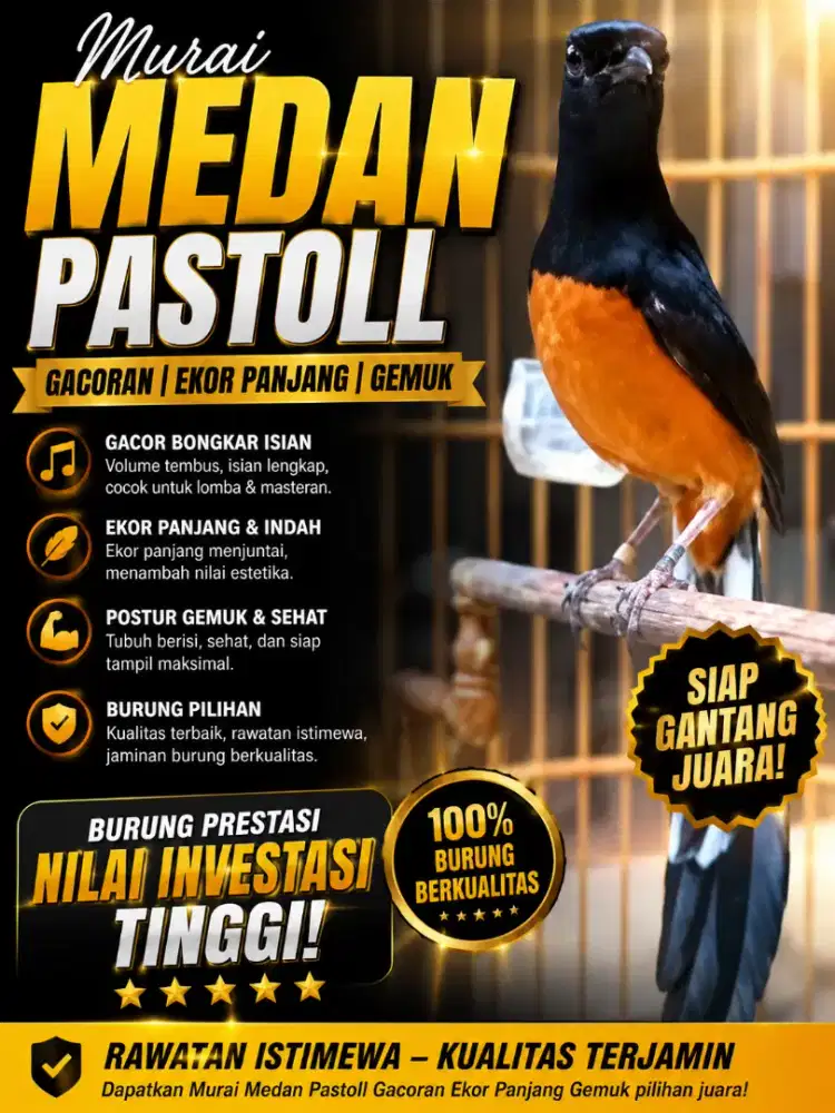 Murai Medan Pastoll Gacoran Ekor Panjang Gemuk.