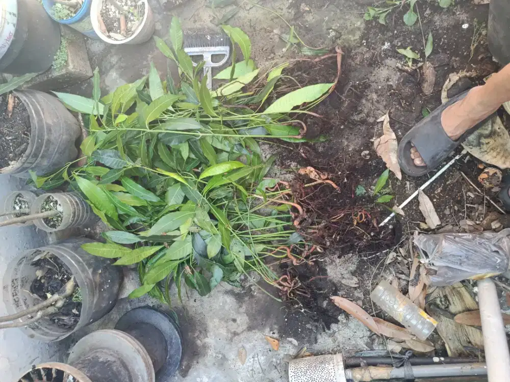Tanaman buah mangga
