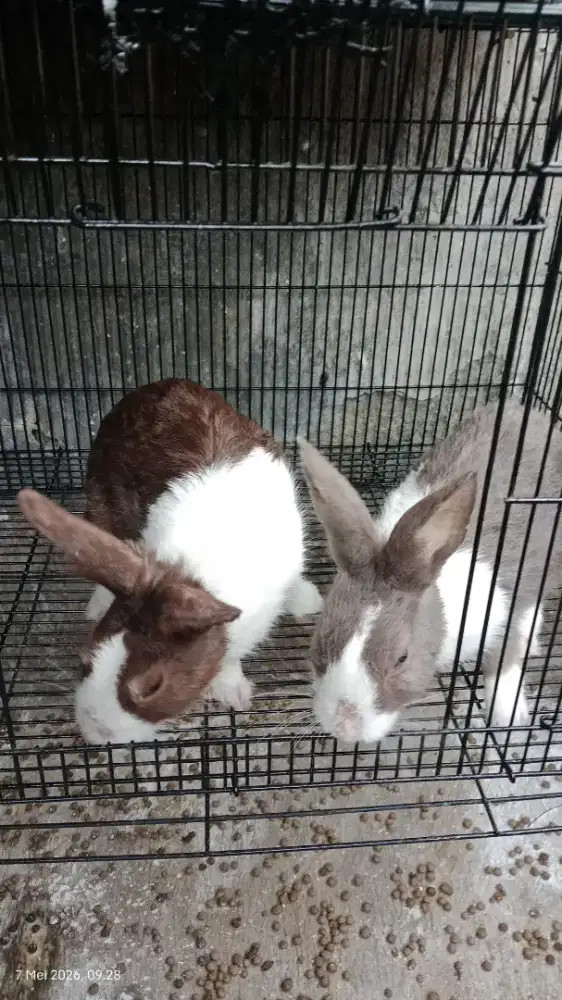Kelinci dutch sepasang dewasa