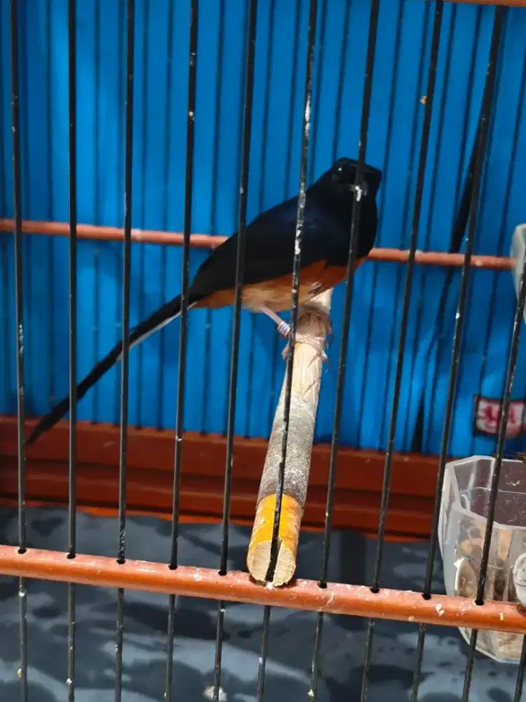 Murai Batu Jantan Gacor