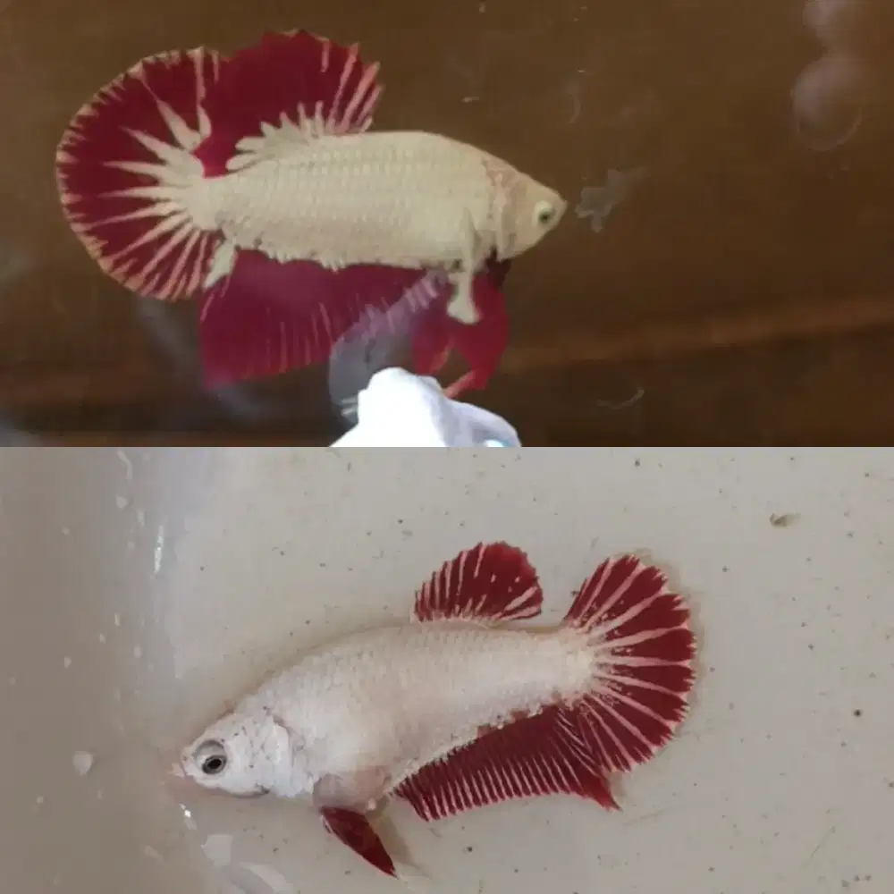 Ikan Cupang Red dragon snow