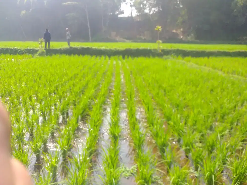 Sawah produktif
