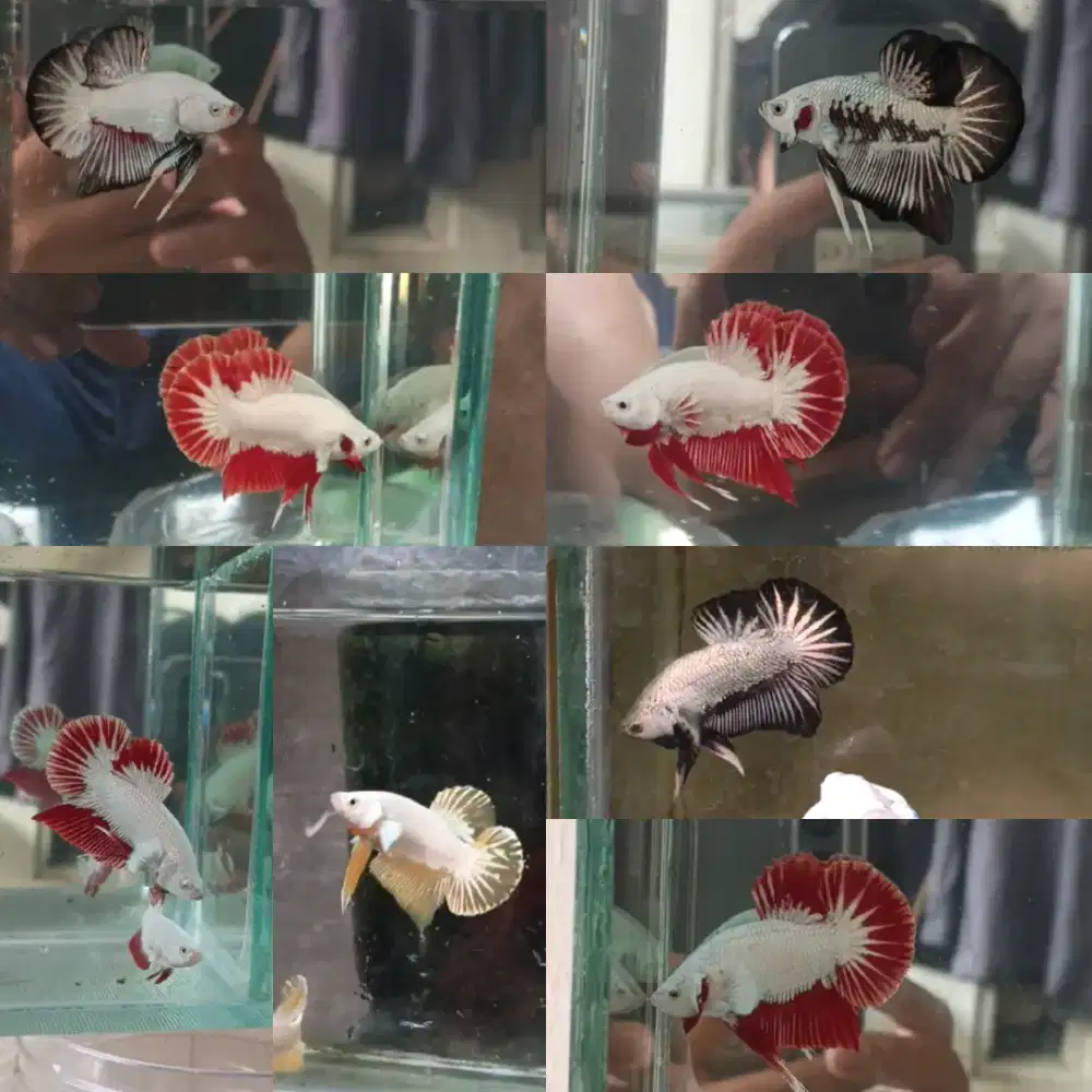 Ikan Cupang Dragon