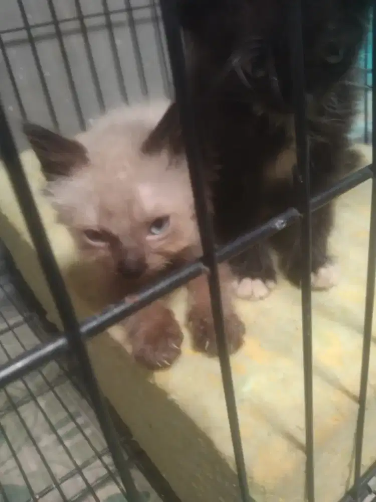jual kucing peranakan