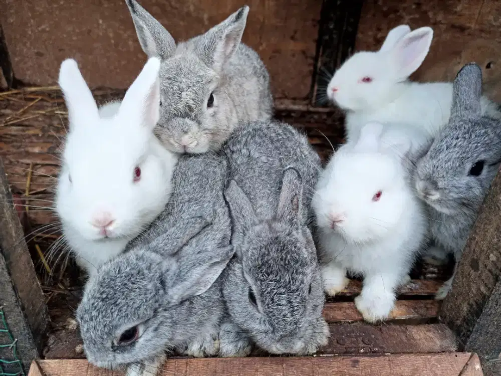 Kelinci Netherland Dwarf PILIH SENDIRI