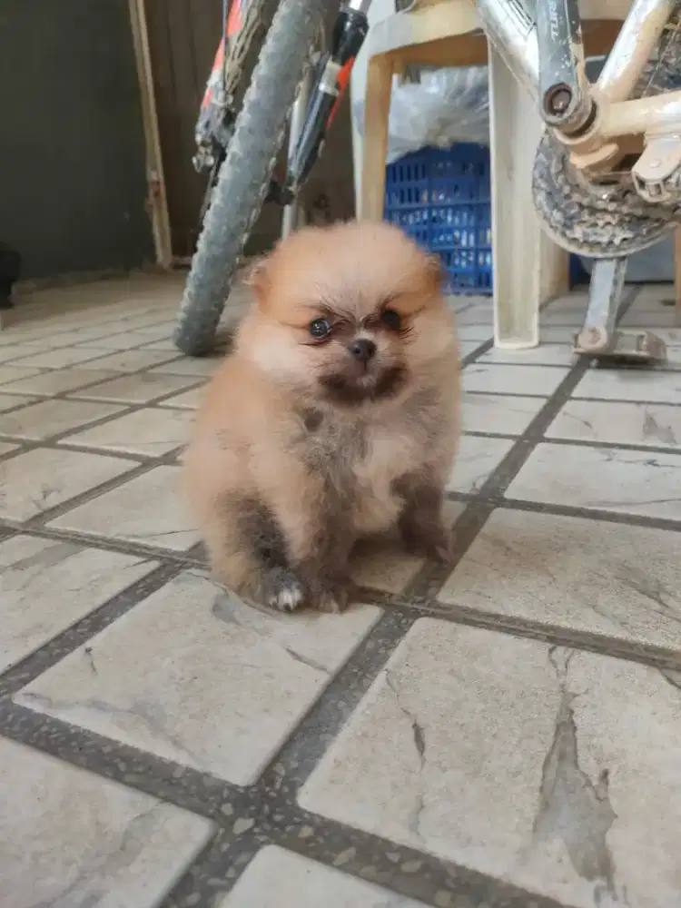 Puppy Minipommmm