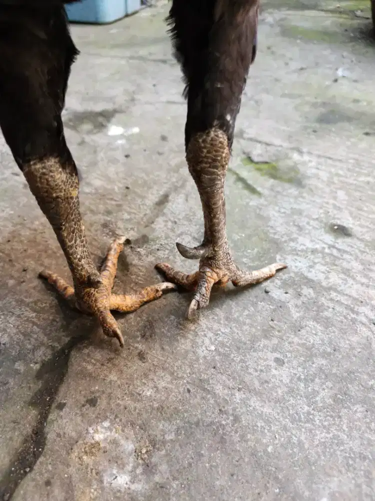 Ayam betina birma telur hijau berjalu kiri kanan