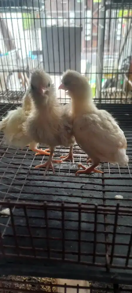 Anak ayam polan walik
