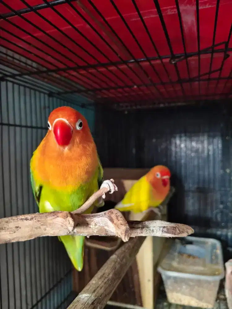 Lovebird sepasang