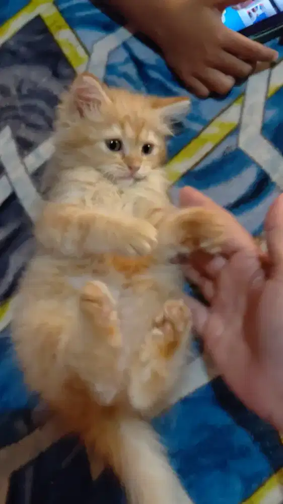 Kitten persia warna orangw