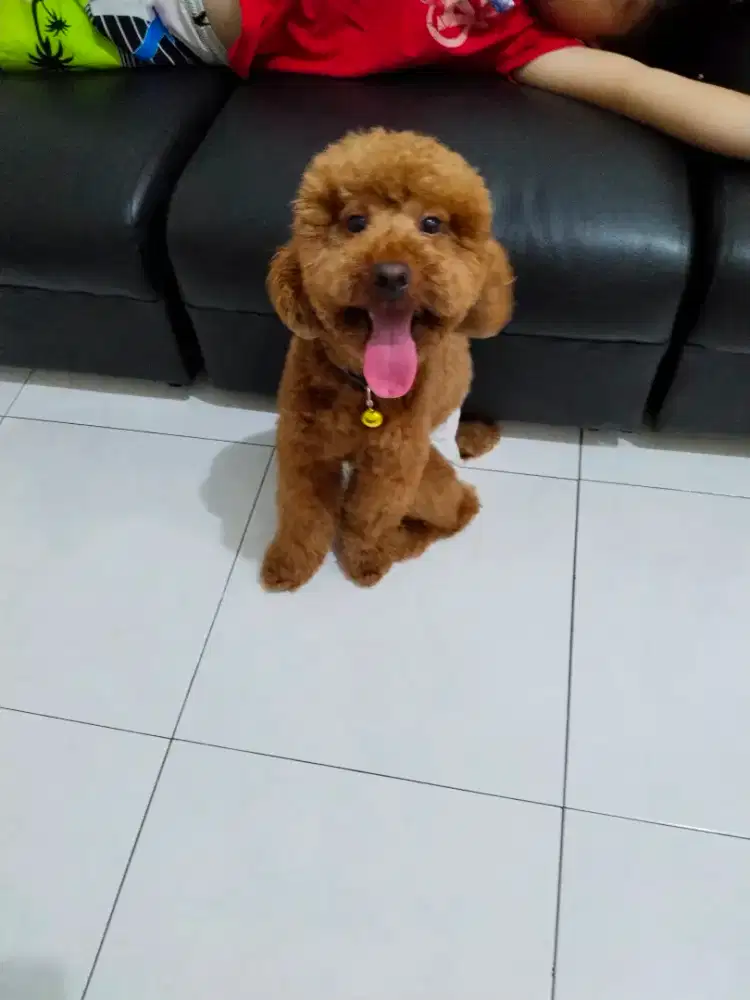Anjing Poodle dijual Murah( Non stb )