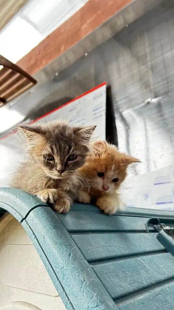 Adopsi kitten Persia