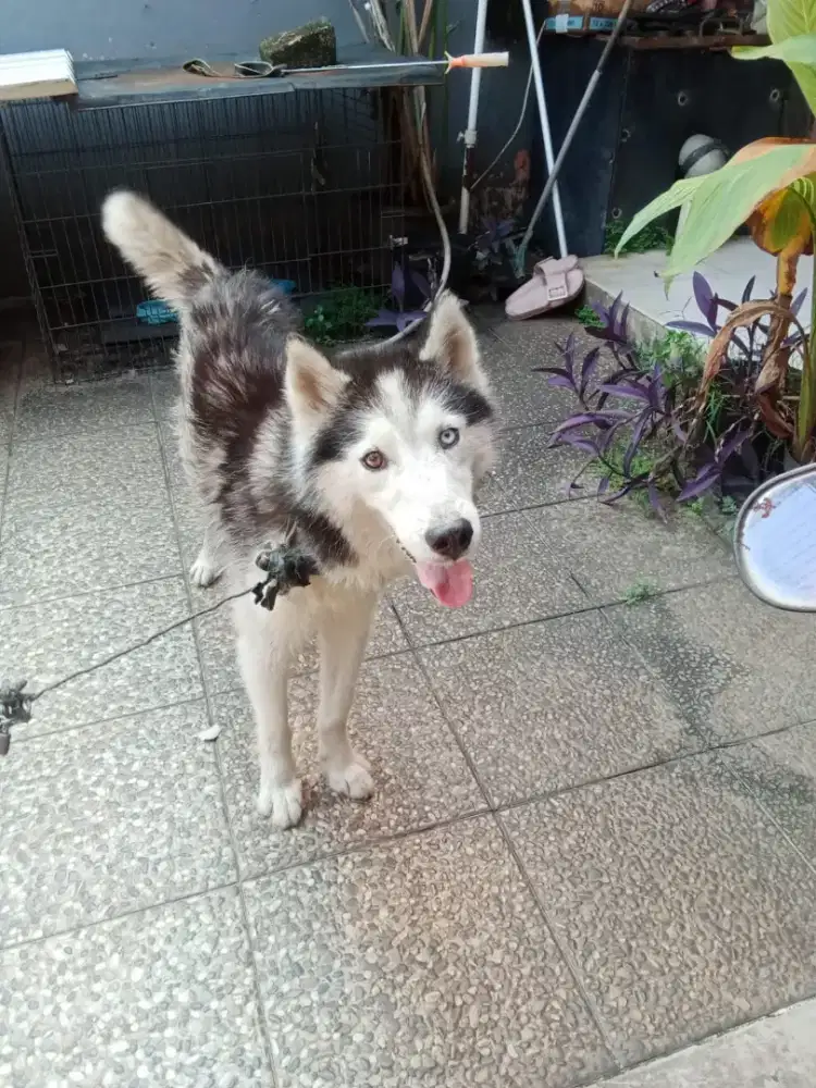DIJUAL ANABUL HUSKY
