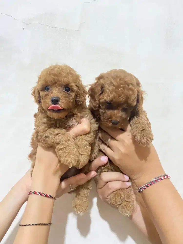 Anakan poodle 2 ekor