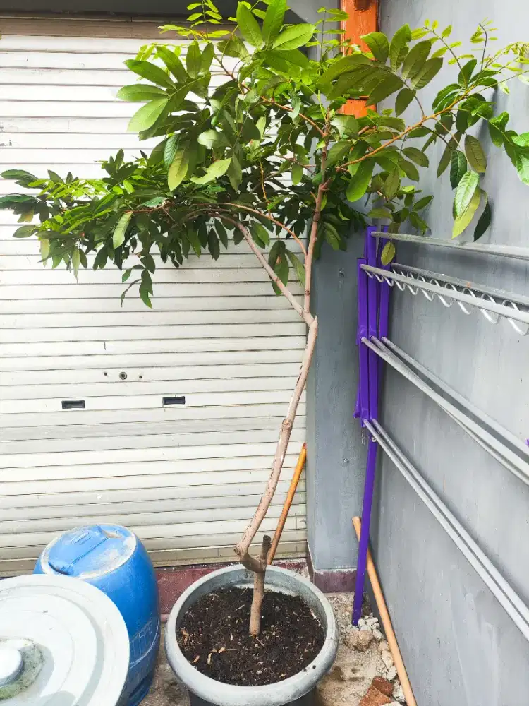 Tanaman buah kelengkeng