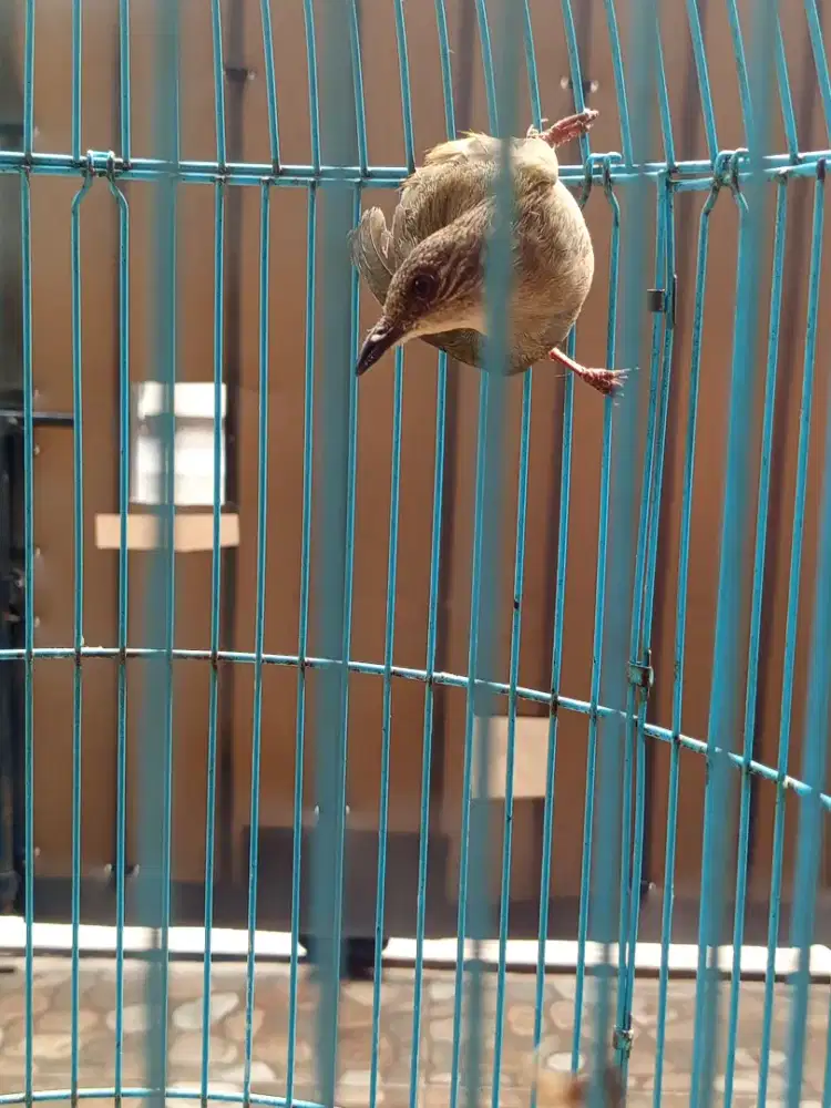 Jual 3 burung burja net