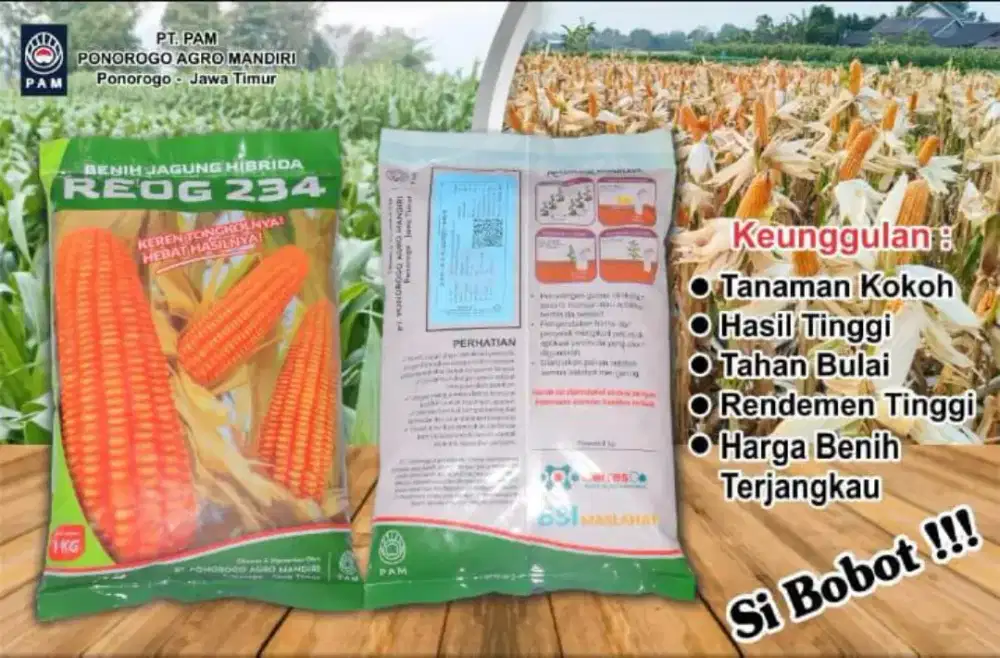 Benih jagung REOG234 hibrida 1kg