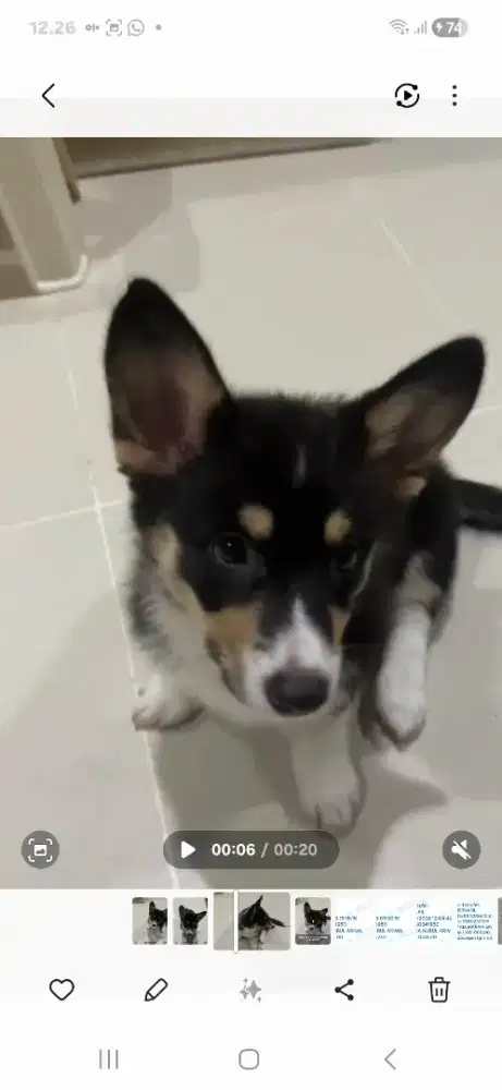 Puppies Wels corgie tri colour