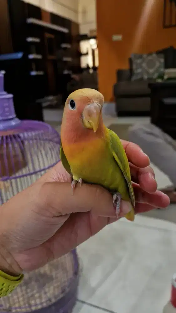 Burung Lovebird nonklep jinak