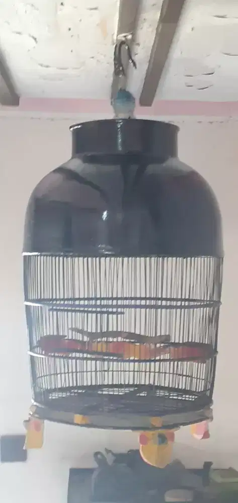 Sangkar kutut kayu dempul