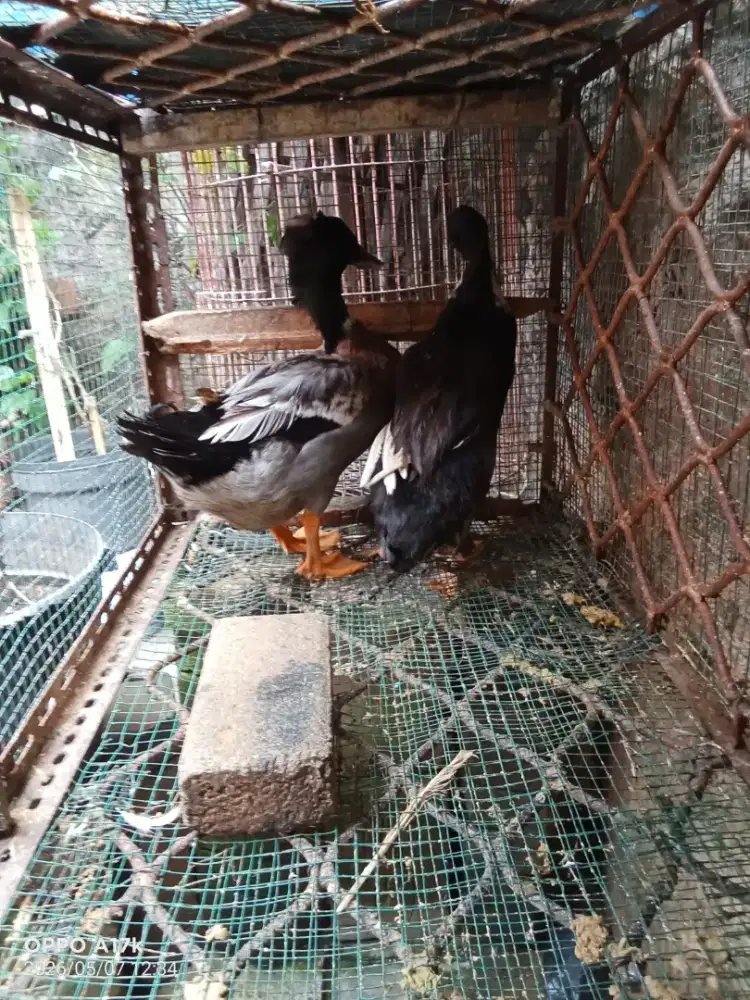 Bebek cantik / jambul.