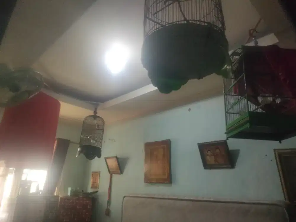 Brongin tuh murai 2 hutan pentet 1 Greja 1